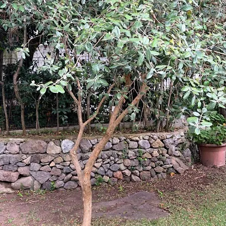 Ischia-forio-punta Caruso-la Grille Du Coq-villa 2 Il Prezzo Della E Riferito All'intero Con Il Limite Delle Persone Previste N 4 * Lacco Ameno