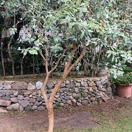 Nyaraló Ischia-forio-punta Caruso-la Grille Du Coq-villa 2 Il Prezzo Della E Riferito All'intero Con Il Limite Delle Persone Previste N 4 *