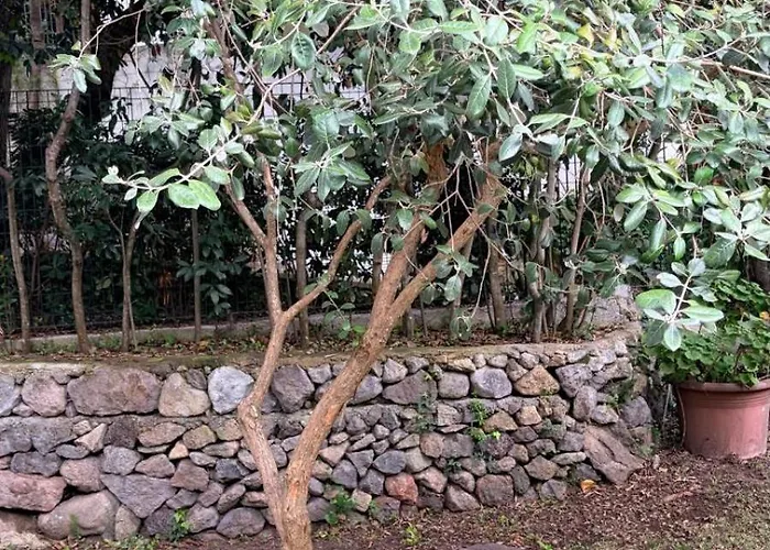 Ischia-forio-punta Caruso-la Grille Du Coq-villa 2 Il Prezzo Della E Riferito All'intero Con Il Limite Delle Persone Previste N 4 * Lacco Ameno